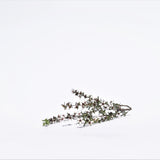 Manuka (Leptospermum scoparium) flower.