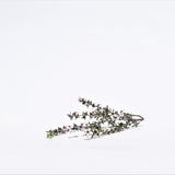 MGO83+ Manuka Multi-Floral Honey. Manuka (Leptospermum scoparium) flower.