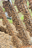 The Authentic Honey Co-Beekeeping Services-Virgin Queen Cells